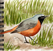 Common Redstart