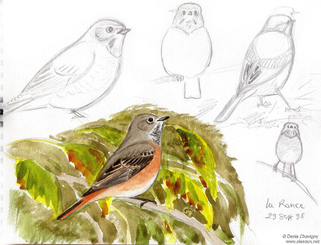 Common Redstart male immature, moulting