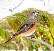 Common Redstart