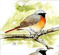 Common Redstart