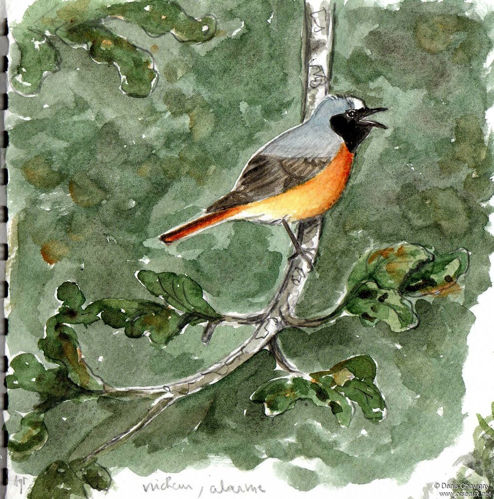 Common Redstart male adult breeding