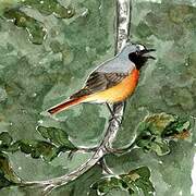 Common Redstart