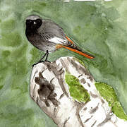 Black Redstart