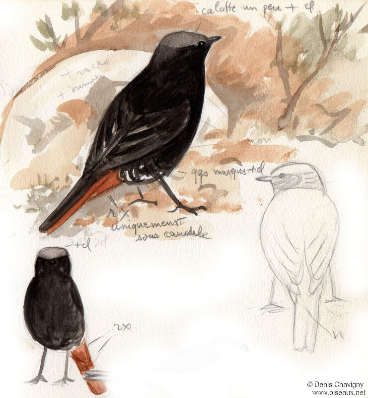 Rougequeue noir mâle adulte, identification