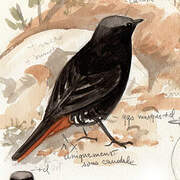 Black Redstart