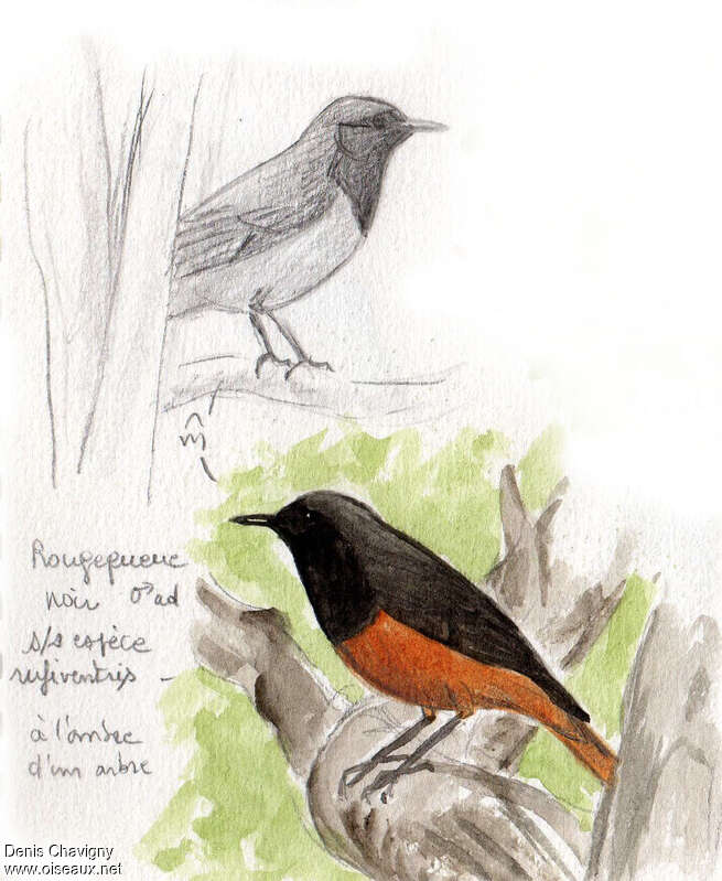 Black Redstart male adult, identification