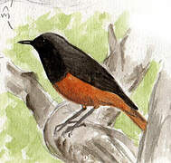 Black Redstart