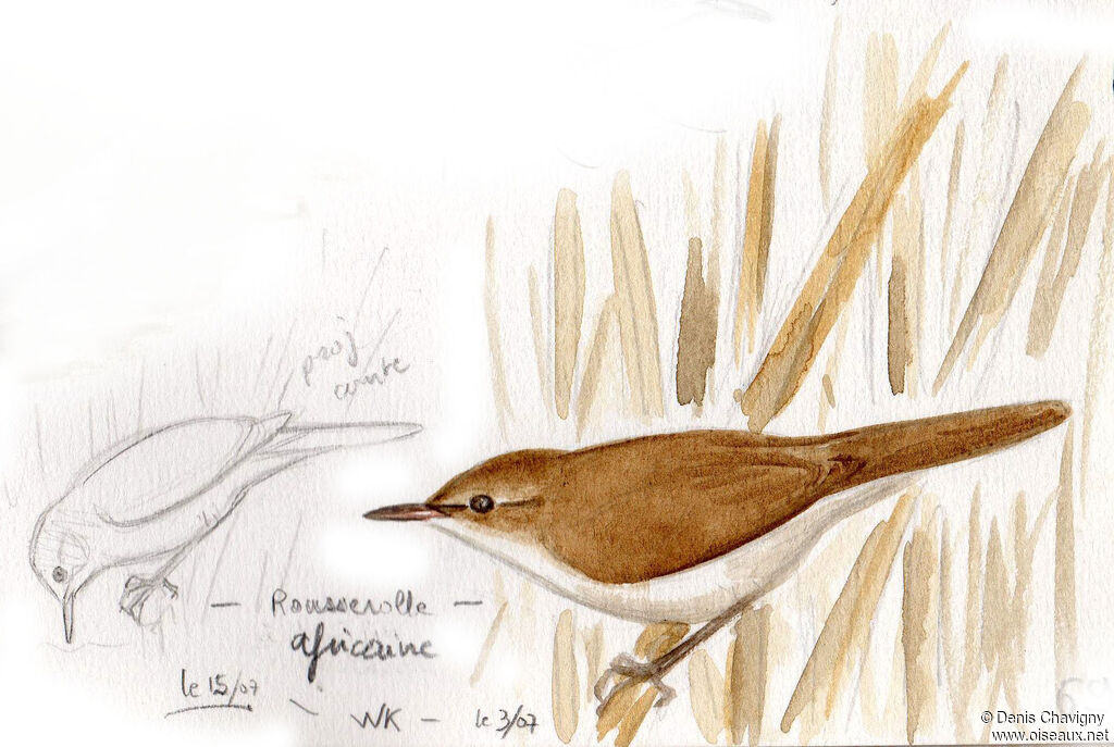 African Reed Warbler, habitat