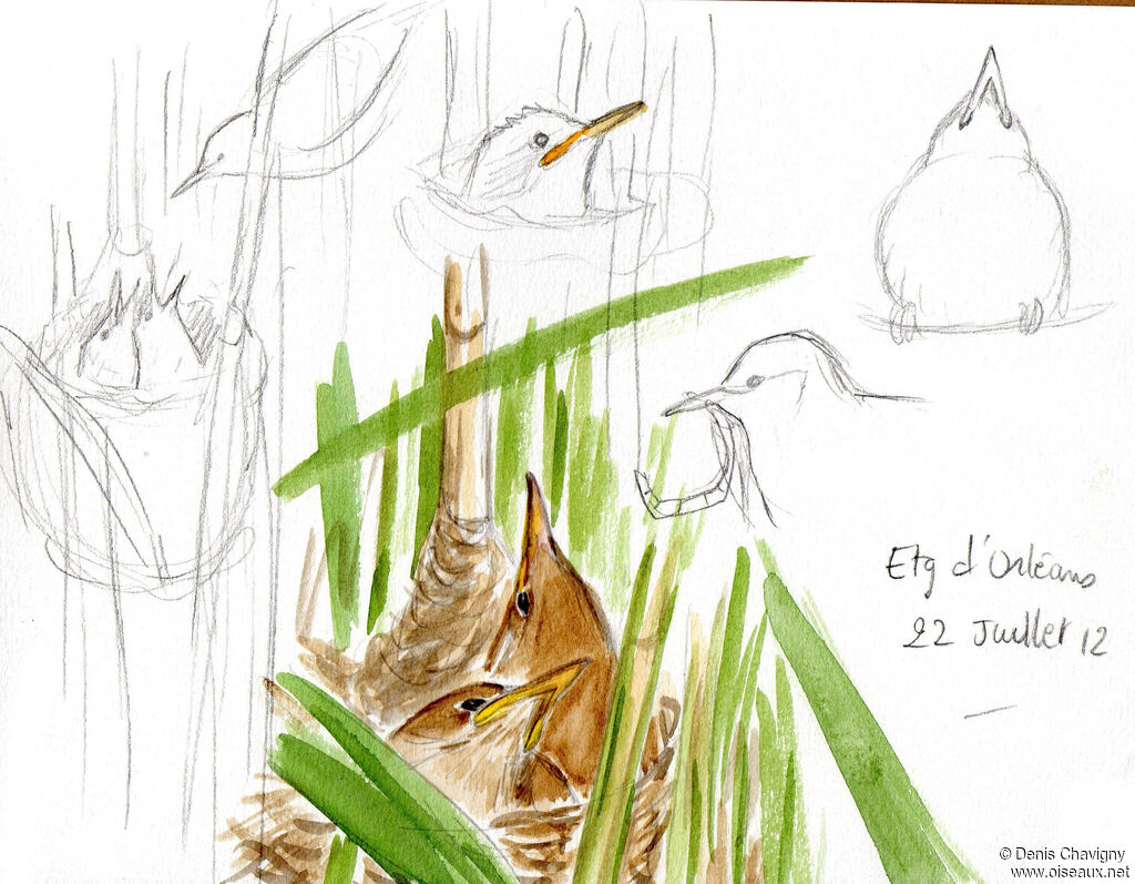 Common Reed Warbler, habitat, Reproduction-nesting