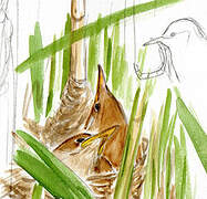 Common Reed Warbler