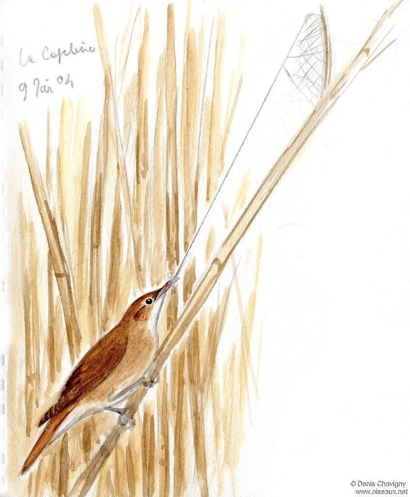 Eurasian Reed Warbleradult, habitat