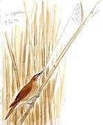 Eurasian Reed Warbler