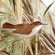 Common Reed Warbler