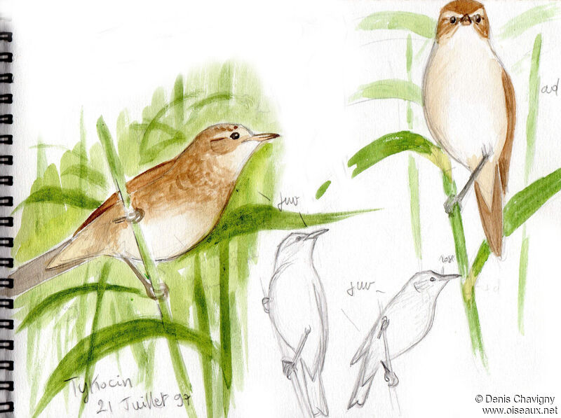 Great Reed Warbler, identification
