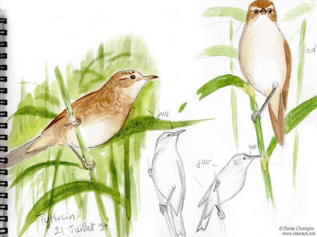 Great Reed Warbler, identification