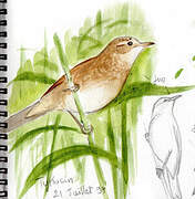 Great Reed Warbler