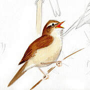 Great Reed Warbler