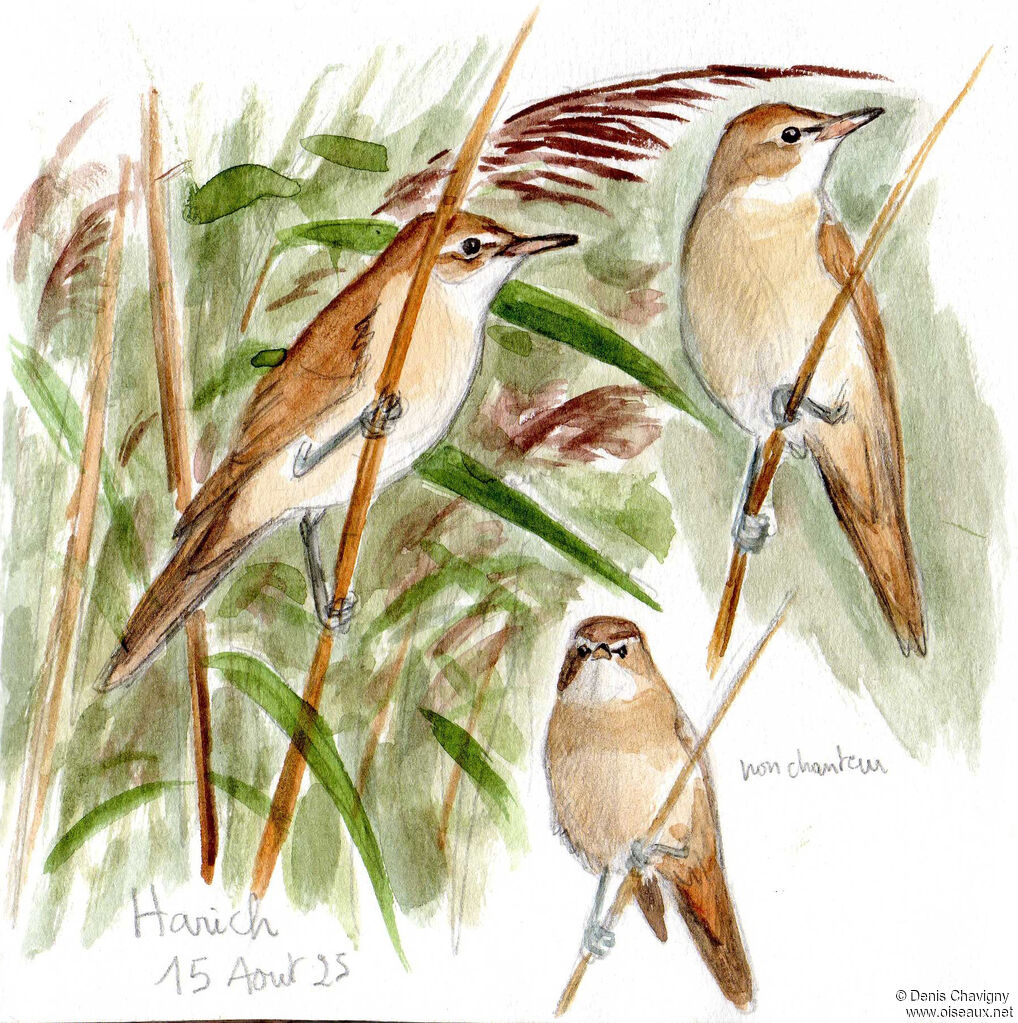 Great Reed Warbler, habitat