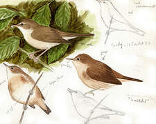 Marsh Warbler