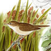 Marsh Warbler