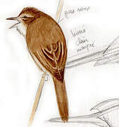 Marsh Warbler