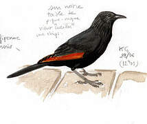 Red-winged Starling