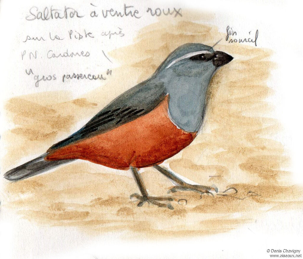 Rufous-bellied Mountain Tanageradult, identification