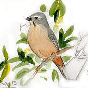 Bluish-grey Saltator