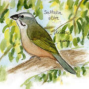 Green-winged Saltator