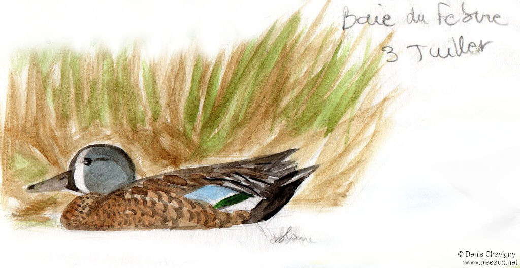 Blue-winged Teal male adult post breeding, identification, moulting