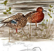 Cinnamon Teal