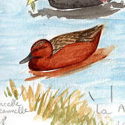 Cinnamon Teal