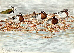 Garganey