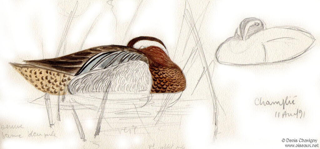 Garganey male adult breeding, identification