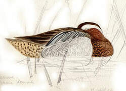 Garganey