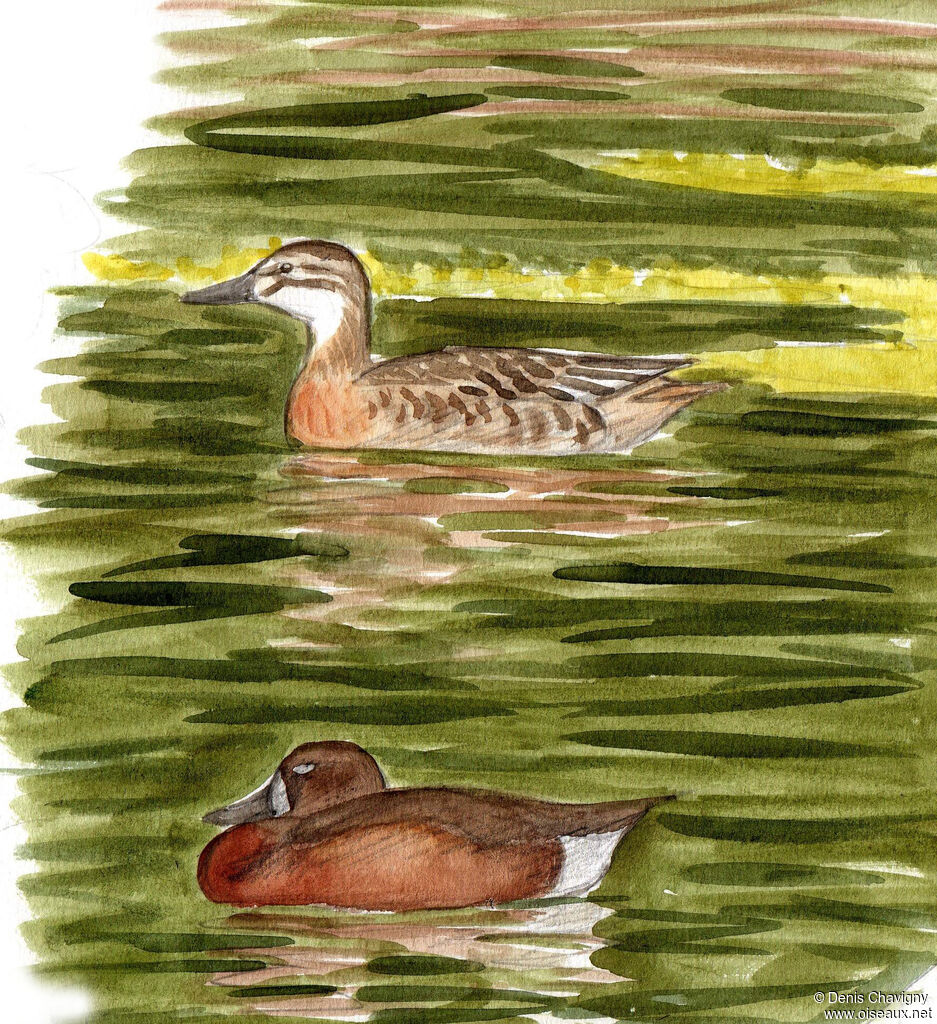 Garganey female adult, identification