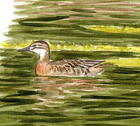 Garganey