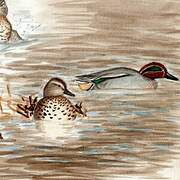 Eurasian Teal