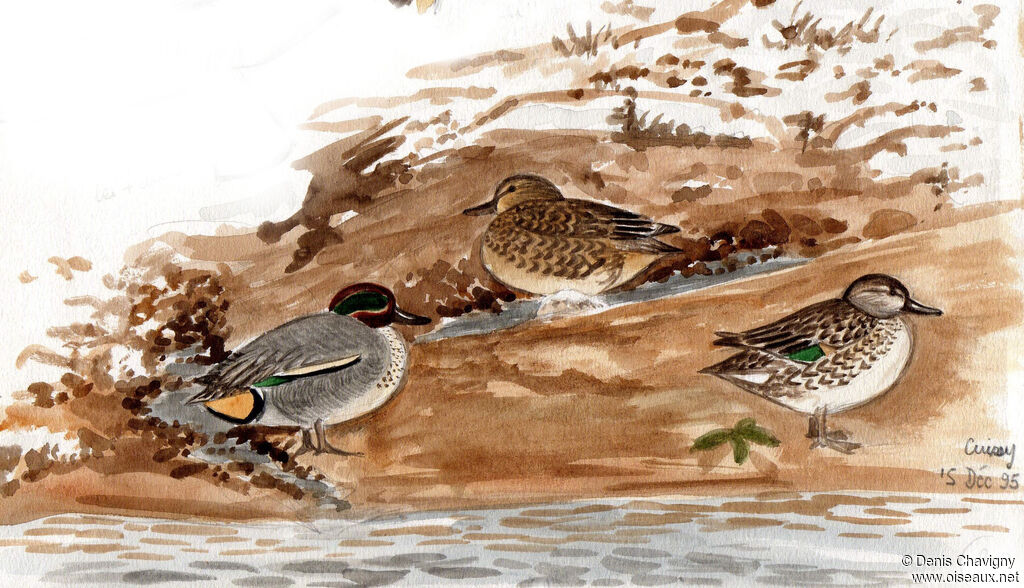 Eurasian Teal, habitat