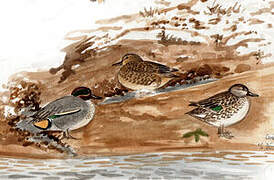 Eurasian Teal