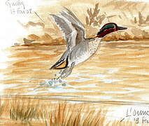 Eurasian Teal