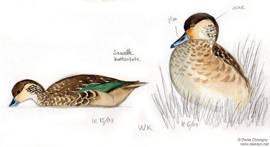 Hottentot Tealadult, identification