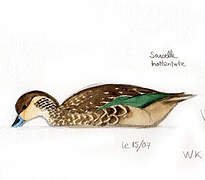 Blue-billed Teal