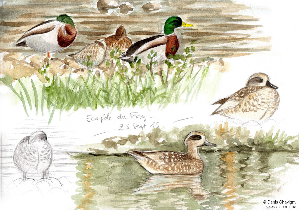 Marbled Duck, habitat