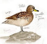 Yellow-billed Teal