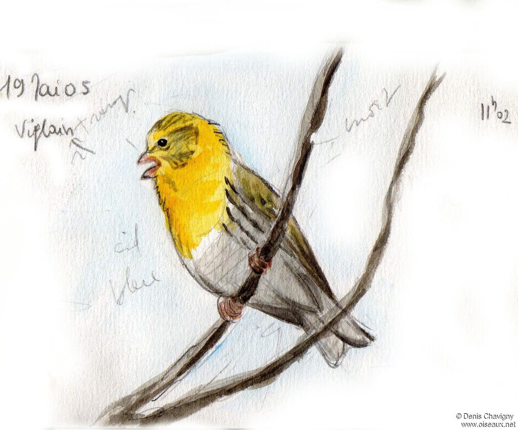 European Serin male adult breeding, identification, song