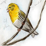 European Serin