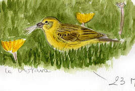 Atlantic Canary