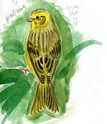 Serin des Canaries