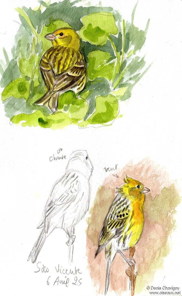 Atlantic Canaryadult